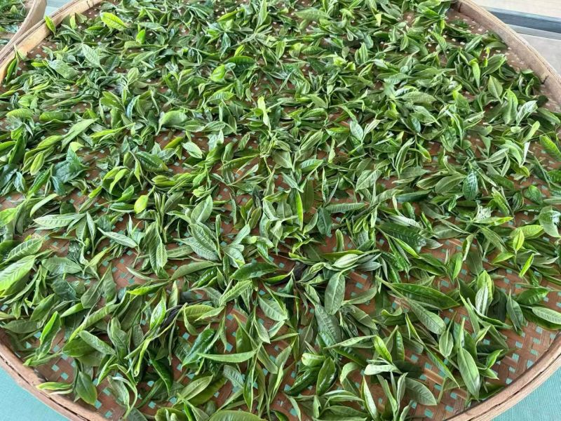 云南高山绿茶