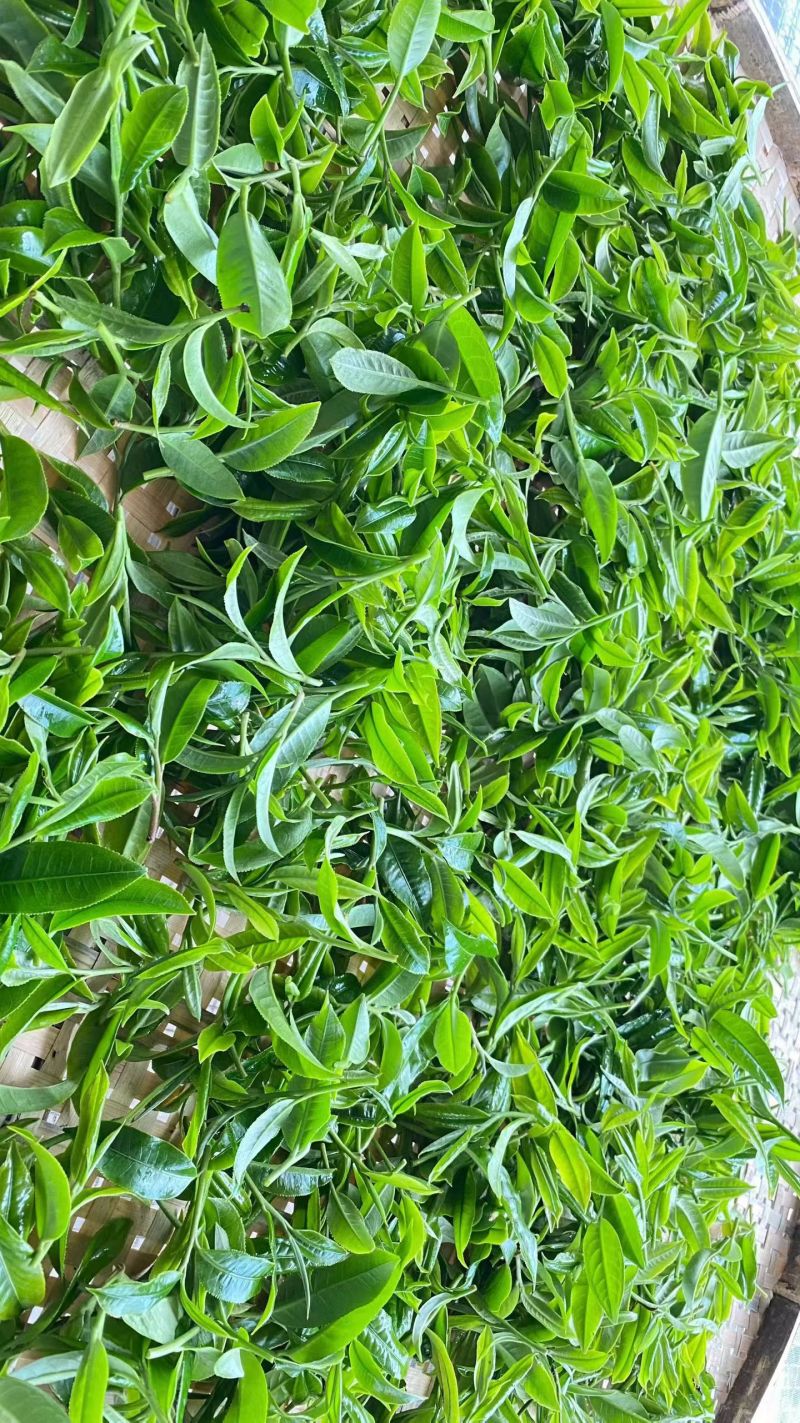 云南高山绿茶