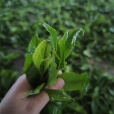云南高山绿茶