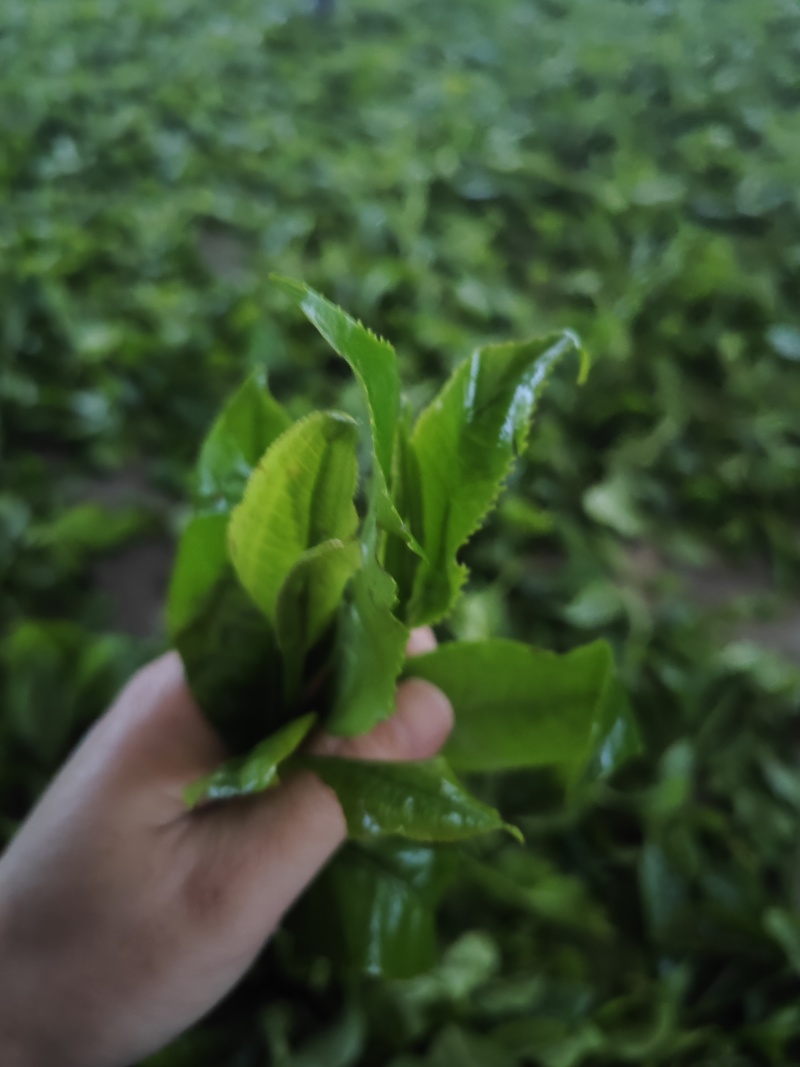 云南高山绿茶