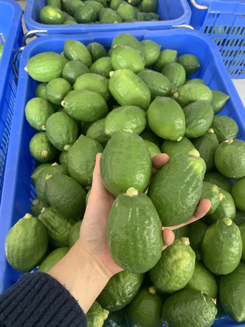 香水柠檬，新鲜采摘，无籽爆香，产地直供，奶茶店专用