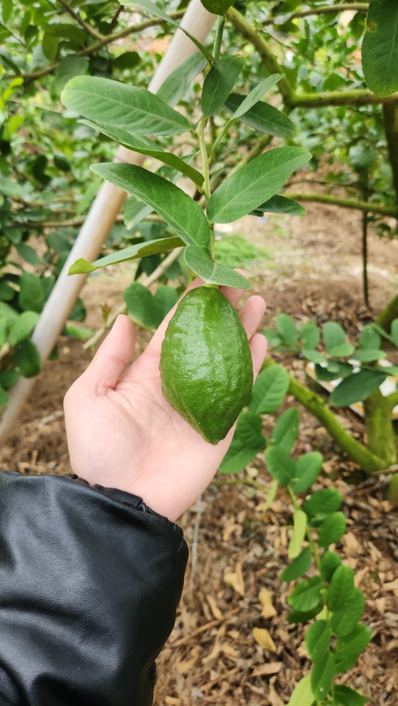 香水柠檬，新鲜采摘，无籽爆香，产地直供，奶茶店专用
