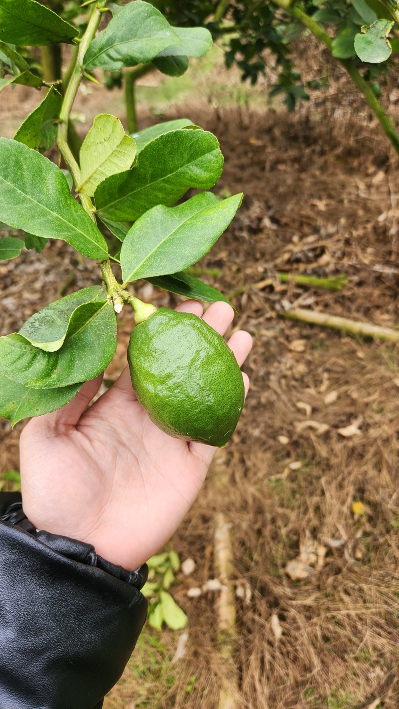 香水柠檬，新鲜采摘，无籽爆香，产地直供，奶茶店专用