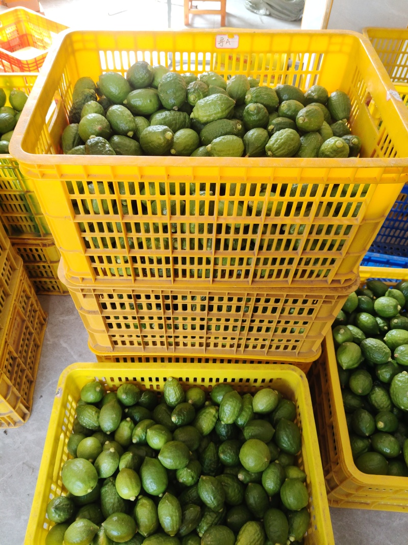 香水柠檬，新鲜采摘，无籽爆香，产地直供，奶茶店专用