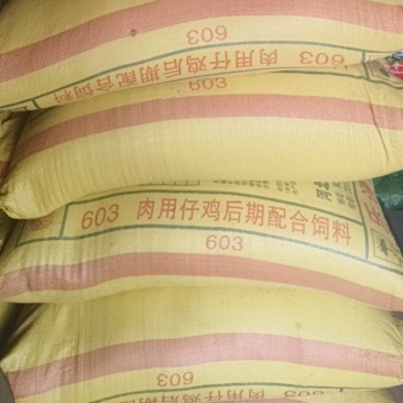 诚心出售张杂13新谷子，6万斤起卖