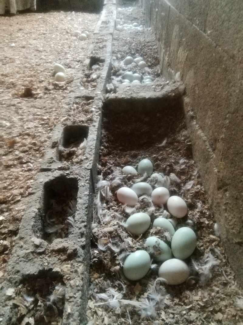 清水生态放养麻鸭鸭蛋