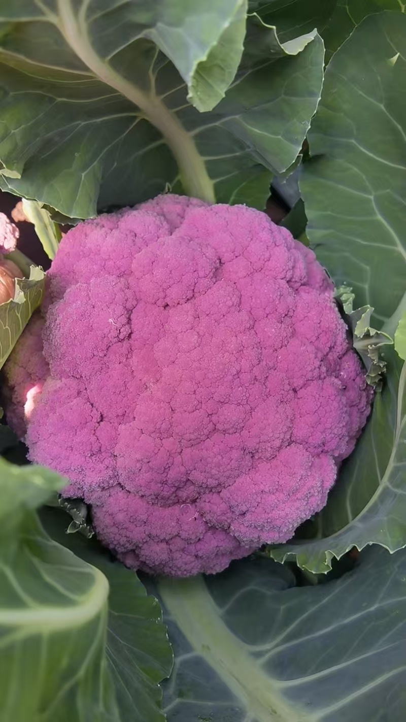 紫松花，紫颜色，紫花