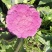 紫松花，紫颜色，紫花