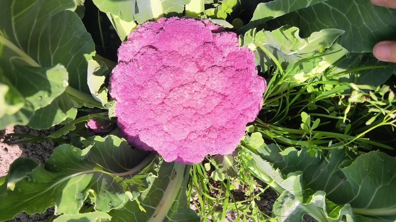 紫松花，紫颜色，紫花