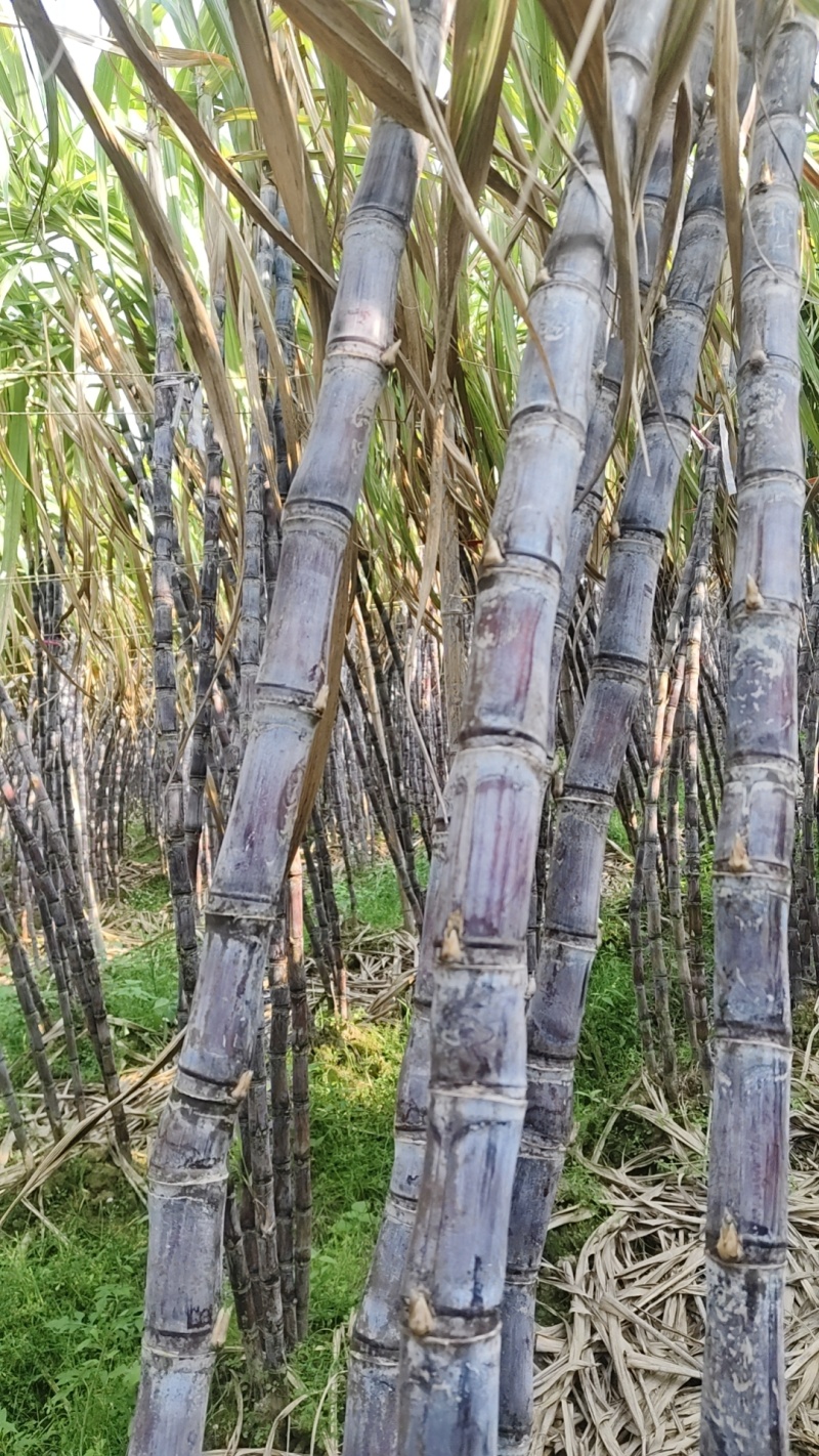 广西黑皮甘庶