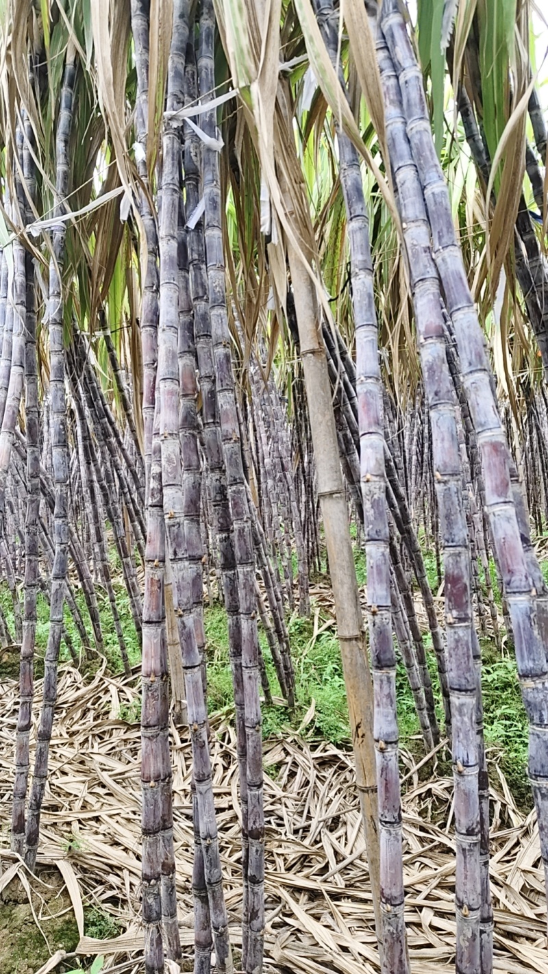广西黑皮甘庶