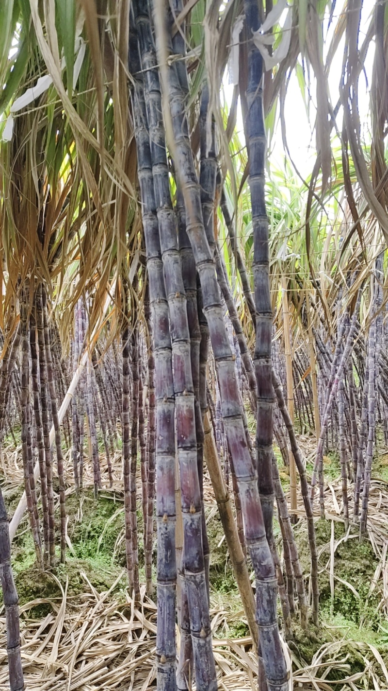 广西黑皮甘庶