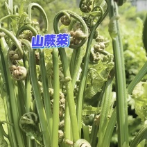 绥宁山蕨菜