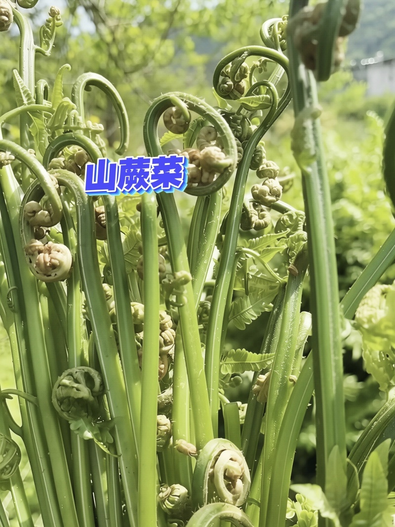 绥宁山蕨菜