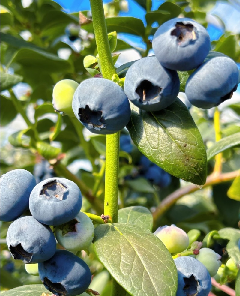 云南澄江抚仙湖花香蓝莓