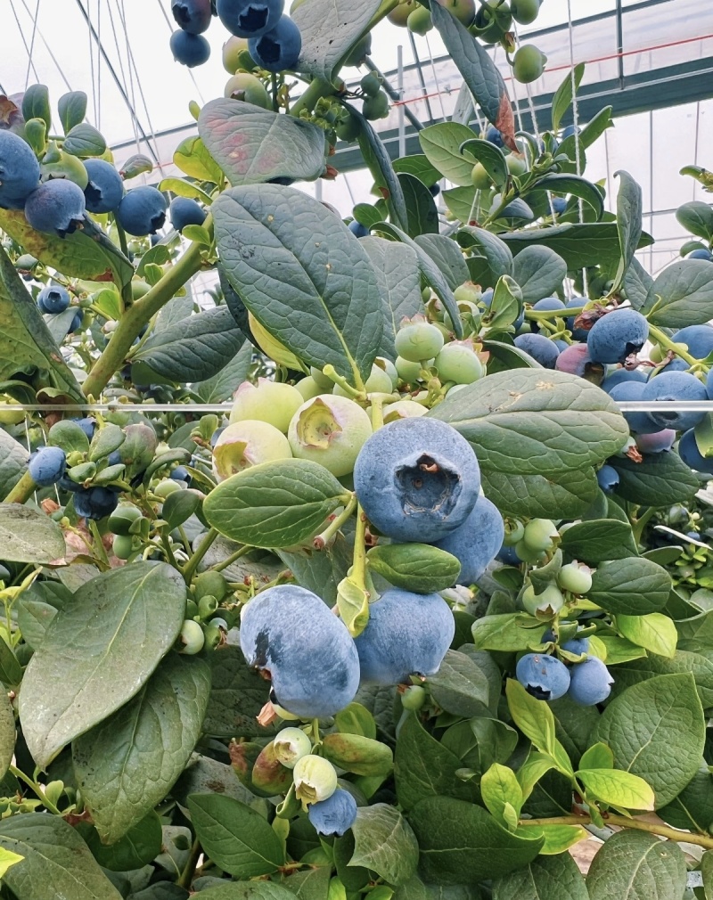 云南澄江抚仙湖花香蓝莓