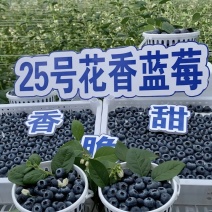 云南澄江抚仙湖花香蓝莓
