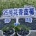 云南澄江抚仙湖花香蓝莓