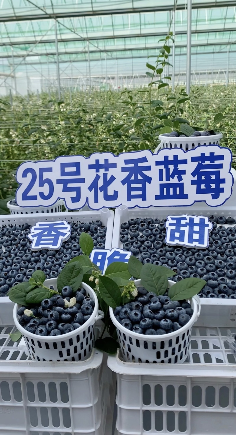 云南澄江抚仙湖花香蓝莓
