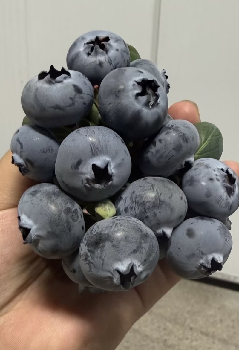 云南澄江抚仙湖花香蓝莓