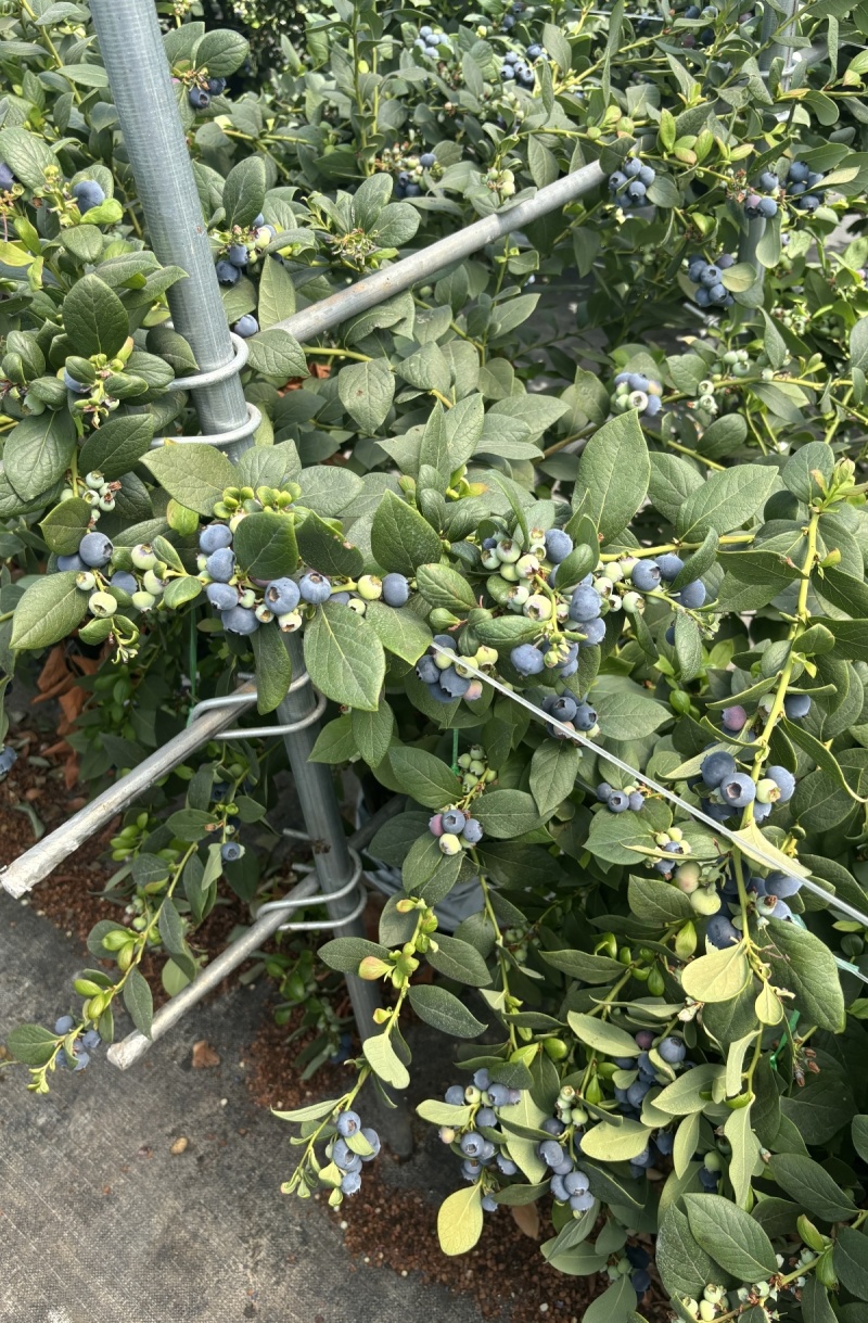 云南澄江抚仙湖花香蓝莓