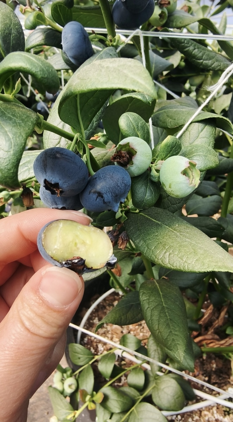 云南澄江抚仙湖花香蓝莓