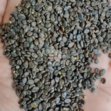 精品黄芪籽