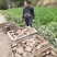 我要卖生态甲鱼
