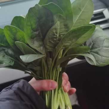 精品菠菜