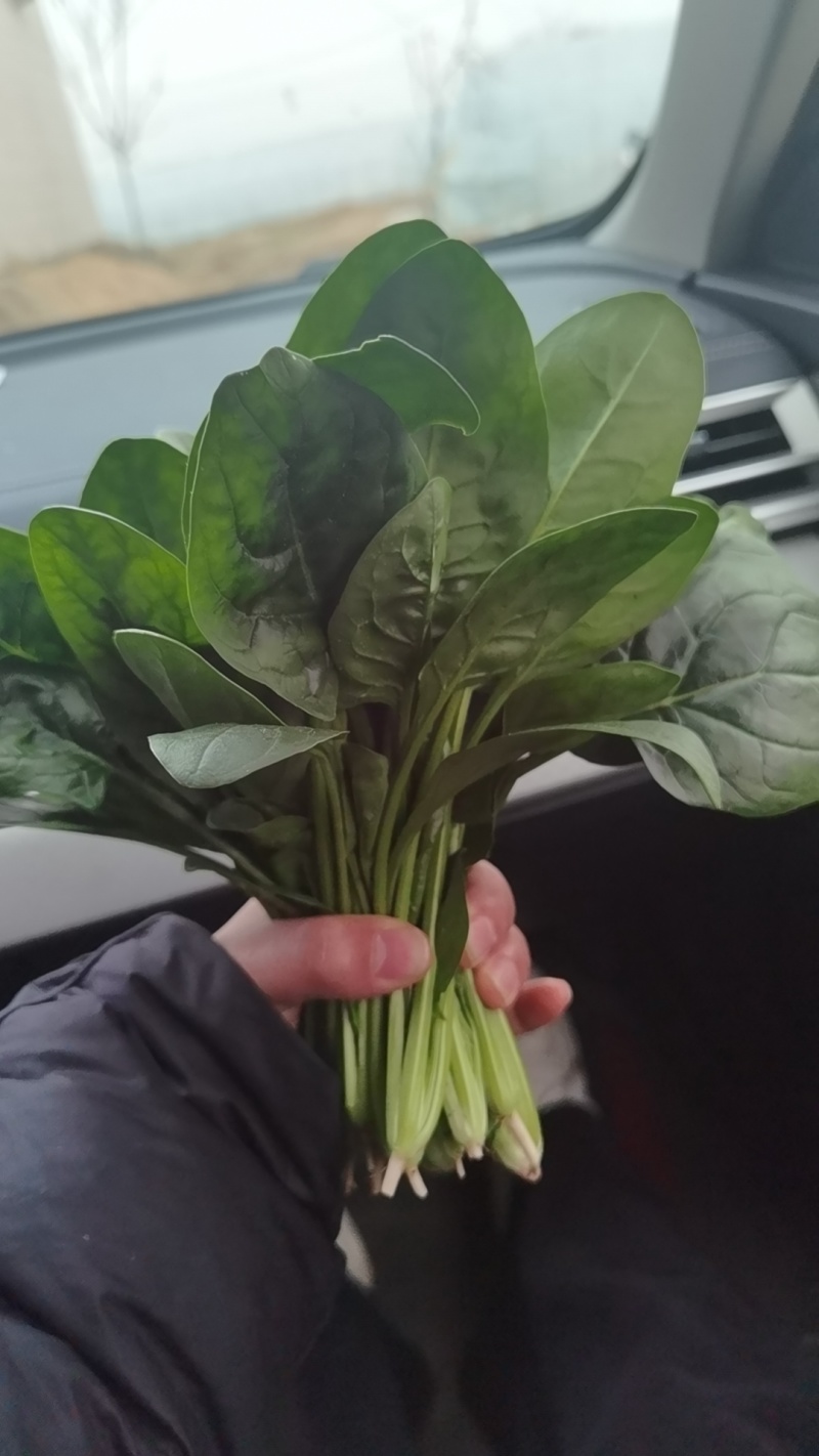 精品菠菜