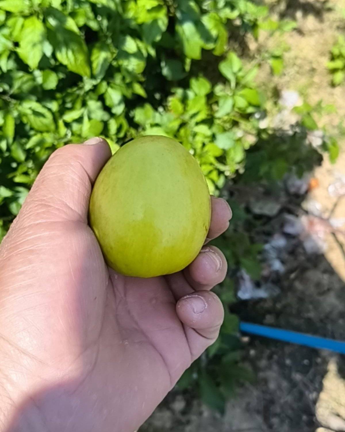 大青枣