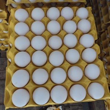 山西海澜白鸡蛋