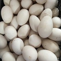 散养的鹅蛋