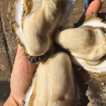 广东阳江程村白蚝