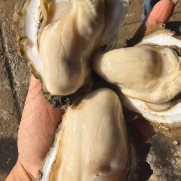 广东阳江程村白蚝