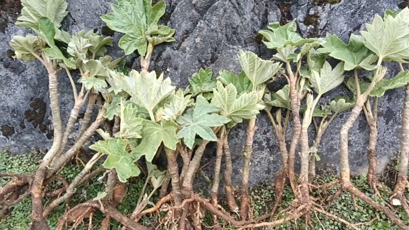 现挖新鲜通草苗