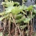 现挖新鲜通草苗