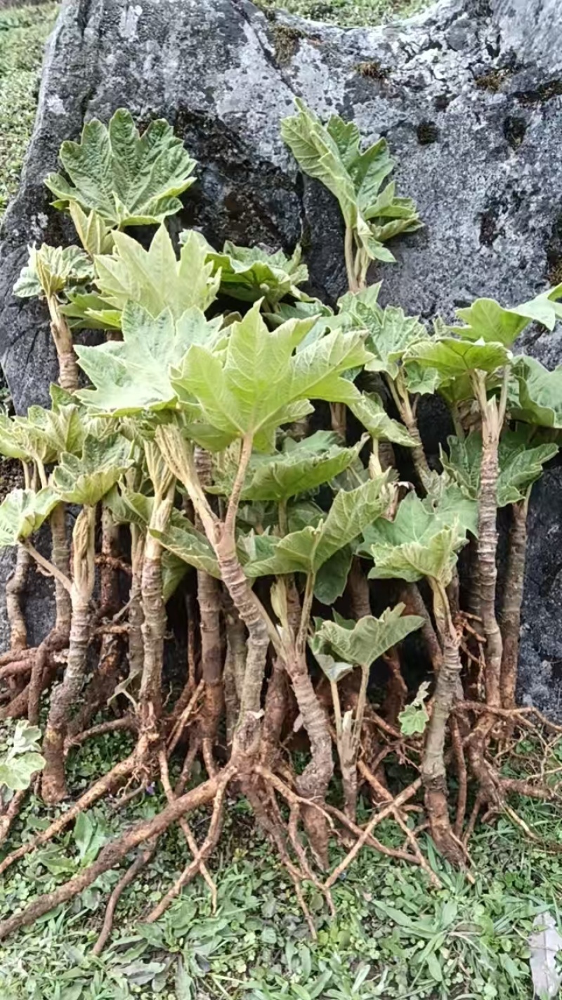 现挖新鲜通草苗