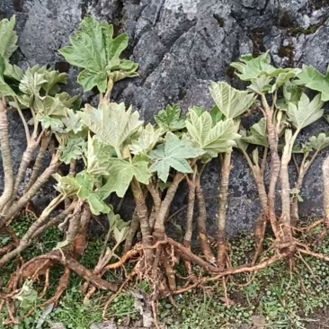 现挖新鲜通草苗
