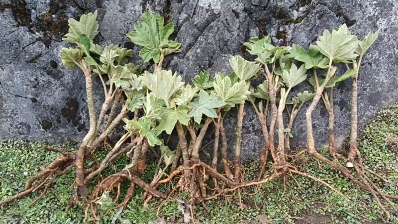 现挖新鲜通草苗