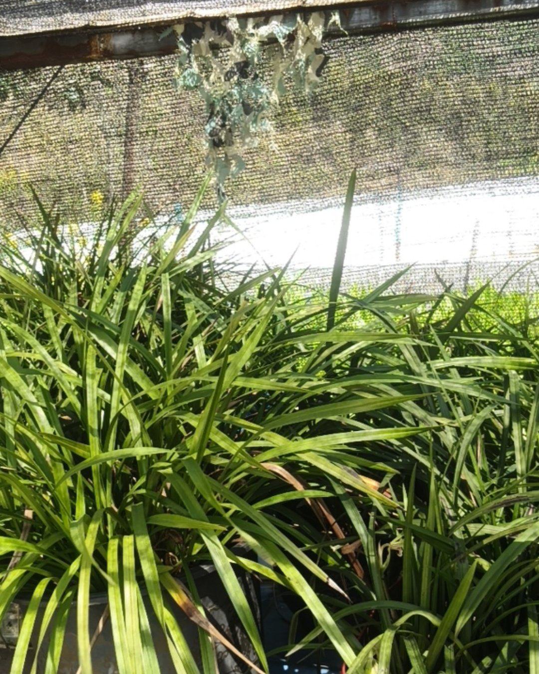 兰花
