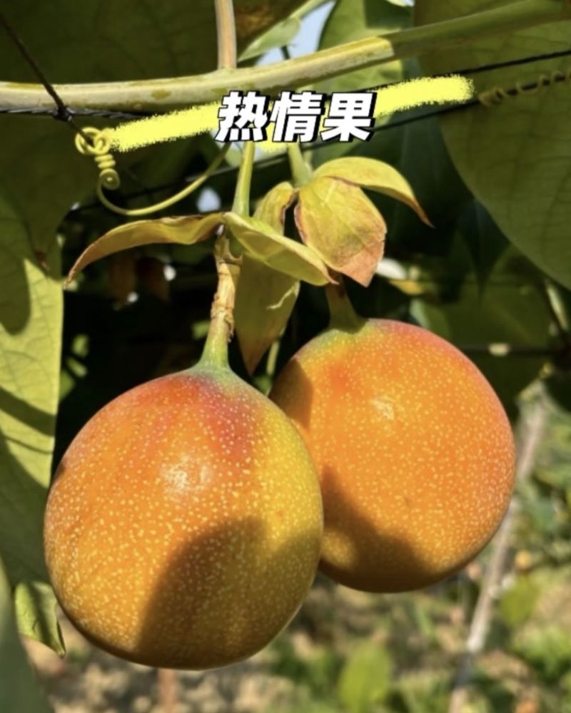 《包邮》哥伦比亚热情果云南高山产地直销对接全国包邮到家