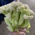 万亩菜花青梗白面有机菜花徐州沛县