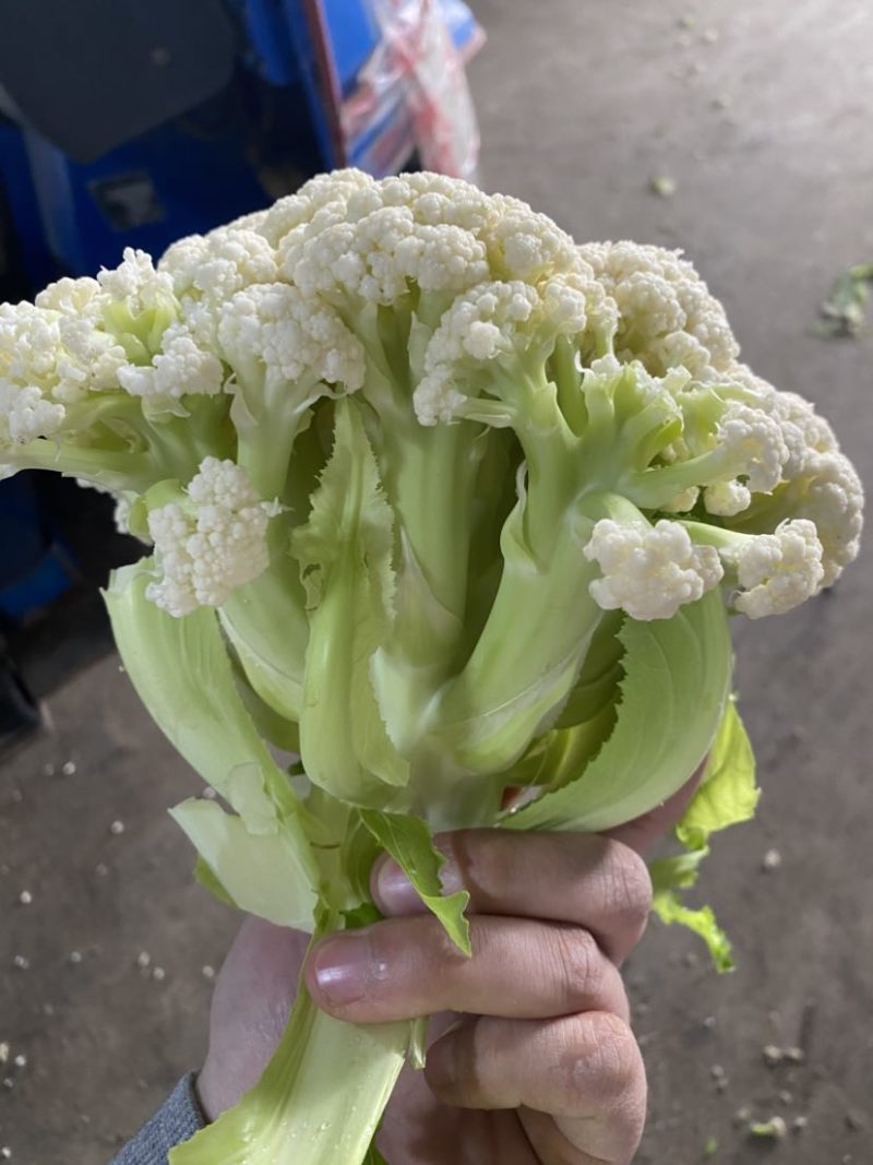 万亩菜花青梗白面有机菜花徐州沛县