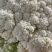 万亩菜花青梗白面有机菜花徐州沛县