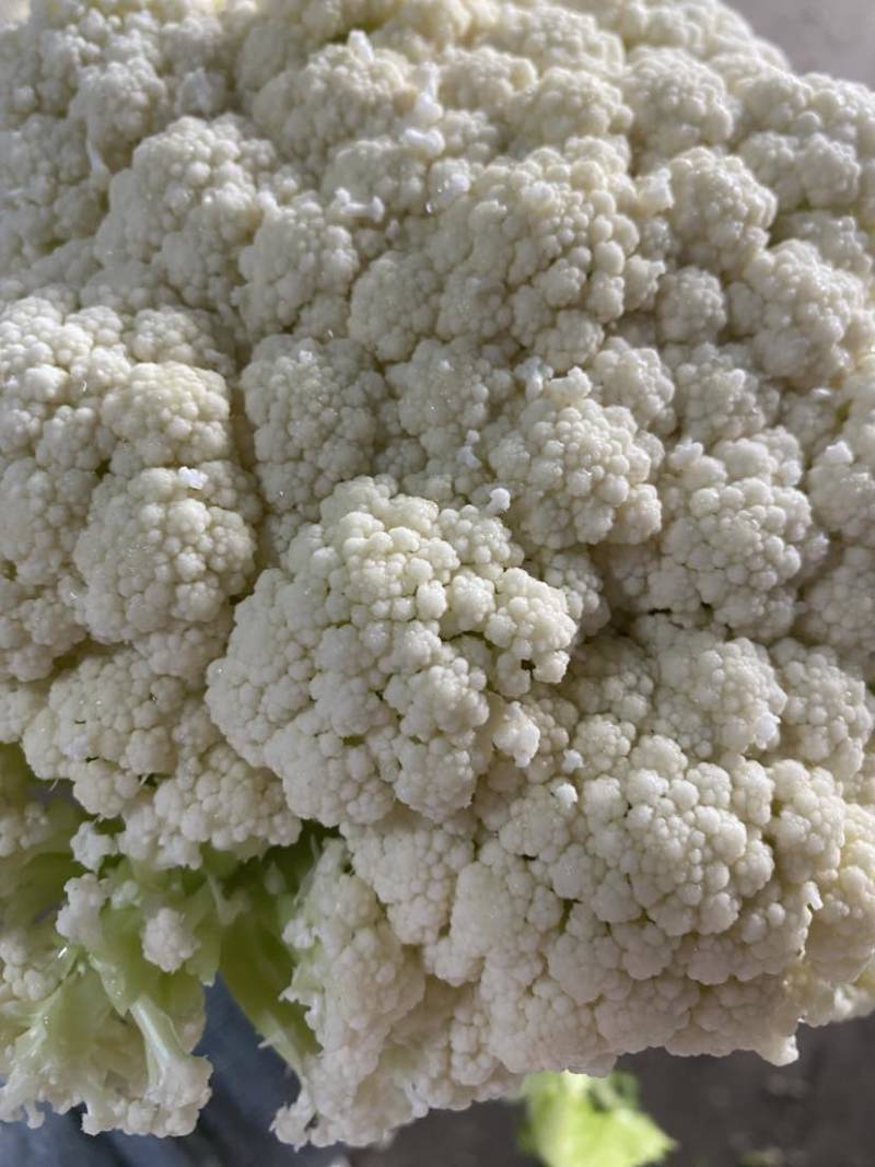 万亩菜花青梗白面有机菜花徐州沛县