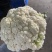 万亩菜花青梗白面有机菜花徐州沛县