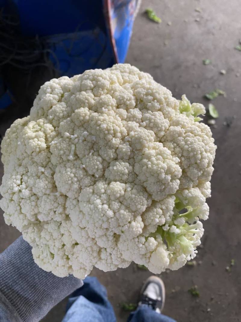 万亩菜花青梗白面有机菜花徐州沛县