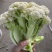 万亩菜花青梗白面有机菜花徐州沛县