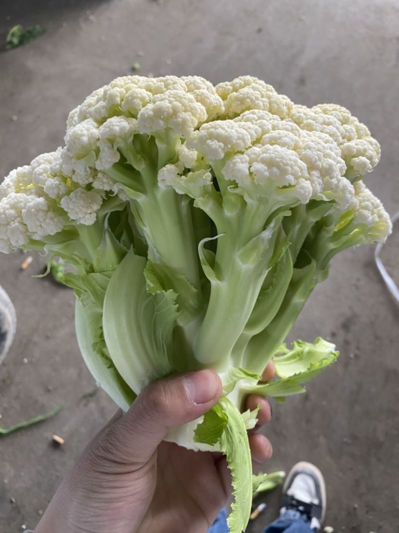 万亩菜花青梗白面有机菜花徐州沛县